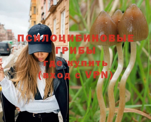 PSILOCYBIN Верхний Тагил